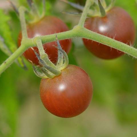 Tomate black cherry